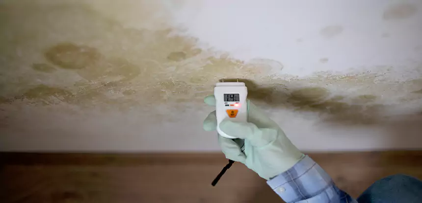 Emergency Mold Remediation in Experiment